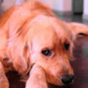 Meet your Posher, Shawn